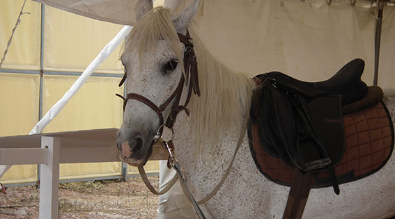  "هواوي" تفتتح متجرها الأول بمدينة صفاقس  